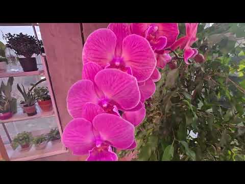 Видео: ФАЛЕНОПСИСЫ! Перестановка стеллажей.