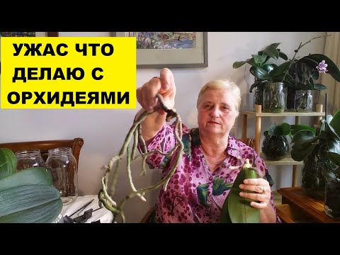 Видео: УЖАС ЧТО ДЕЛАЮ С ОРХИДЕЯМИ!..ВАМ ТАКОГО НЕ ПОКАЗЫВАЮТ