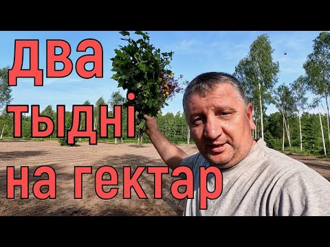 Видео: Спатрэбілася два тыдні каб зрабіць поле у адзін гектар.