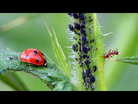 Видео: Шира ва Куртларга карши уй шароитида дори