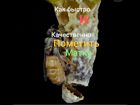 Видео: Признаки  Облетавшейся Матки.Зачем метить маток.Чем мечу.Что дальше делать