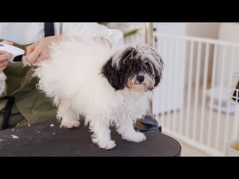 Видео: Ты видишь?