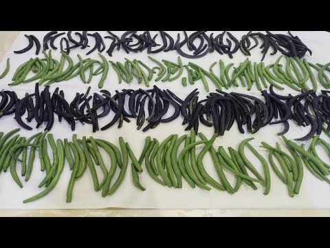 Видео: Ինչպես Սառեցնել Լոբին"ԳԱՂՏՆԻՔով" - Как Замораживать Стручковую Фасоль - Advice /Satenik Cooking SHow