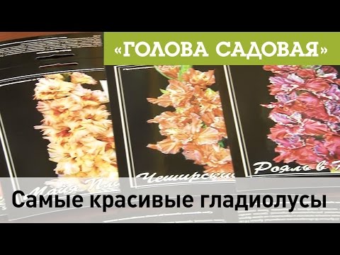 Видео: Голова садовая - Самые красивые гладиолусы