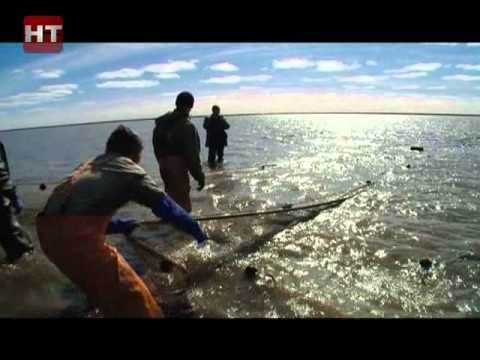 Видео: Новгородские хроники.Русское устье