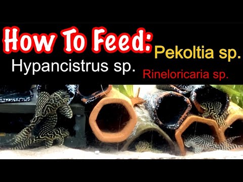 Видео: Как правильно кормить Hypancistrus Plecos, Pekoltia sp. и Rineloricaria sp. для долгого здоровья!