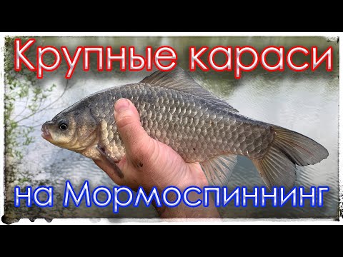 Видео: Крупные караси на мормоспиннинг. Black Adder Nano 0.3-0.8 г. Gammarus 0.1 - 0.6 г.