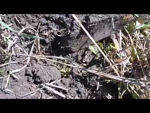 Видео: В поиске монет и предметов старины! Первый коп.