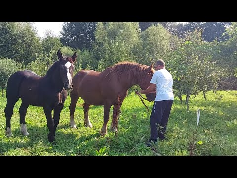 Видео: 🥁Красень😎Фейзар і його мама Крісті💪👍✅️🔔