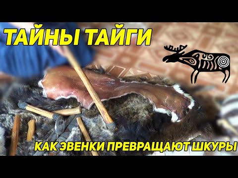Видео: ТАЙНЫ ТАЙГИ: Как эвенки превращают шкуру дикого зверя в роскошную одежду и уютное тепло