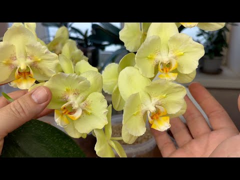 Видео: ПЕРЕСАЖИВАТЬ ОРХИДЕИ ЛЕГКО // грунт для орхидей