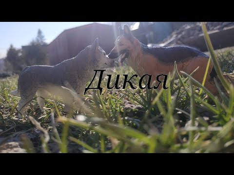 Видео: шляйх фильм (1 серия) /Дикая/