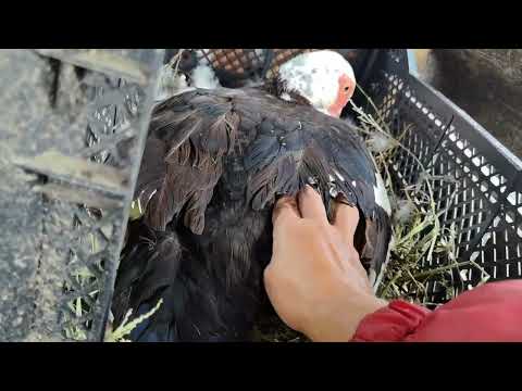 Видео: Утят из инкубатора приняла только одна утка из трёх. 23 августа 2025