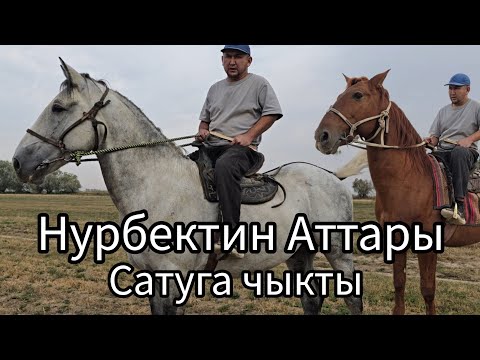 Видео: Бүгүн 9 октября 2025  Нурбектен 2 Улагы тамай Аттар Сатууга чыкты #атбазар #horse #жылкыбазар #арабс