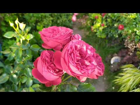 Видео: Осеннее цветение роз.