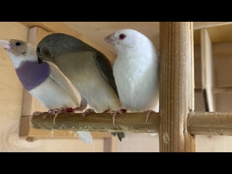 Видео: Птенцы 2024 года,Амадины Гульда.