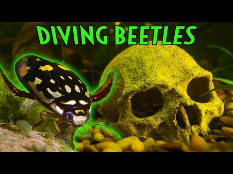 Видео: ХИЩНЫЕ ВОДНЫЕ ПЛАВУНЦЫ: Уход и информация