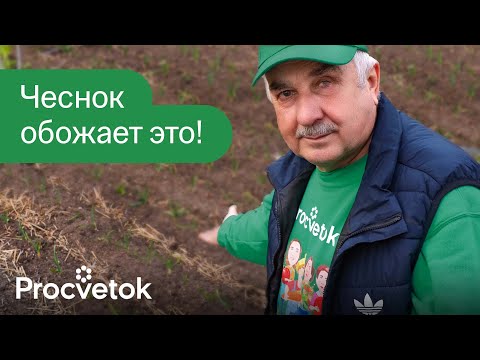 Видео: ЧЕСНОК ВЫРАСТАЕТ С КУЛАК после этой простой подкормки весной! Первая и главная подкормка чеснока