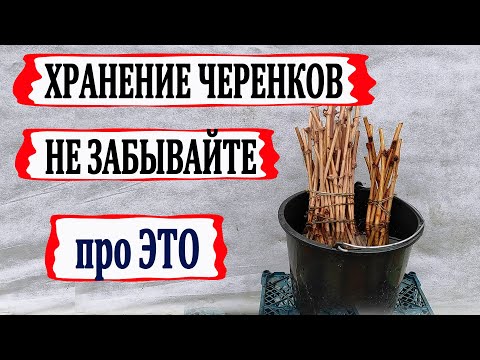 Видео: 🍇 Чтобы НЕ ПОГИБЛИ! Обязательно сделайте ЭТО с ЧЕРЕНКАМИ ВИНОГРАДА перед хранением.