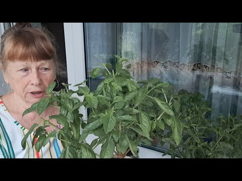Видео: не выбрасывайте базилик посадите в горшок №9  жив ли базилик