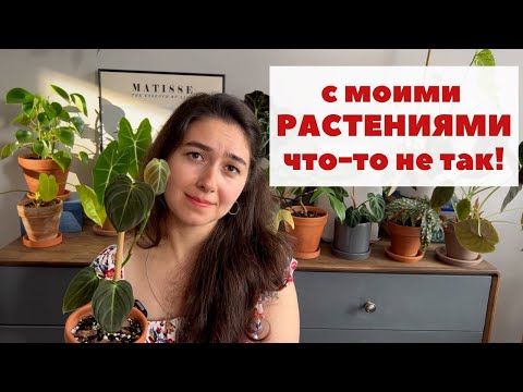 Видео: 5 РАСТЕНИЙ СТРАДАЛЬЦЕВ из моей коллекции