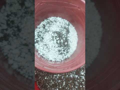 Видео: Замиякулкас кора равен кучириб утказиш 2- кисм . Туликрок малумот