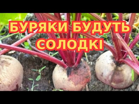 Видео: КОЛИ КОПАТИ БУРЯК, ЩОБ БУВ СОЛОДКИЙ/ СОРТИ І ГІБРИДИ