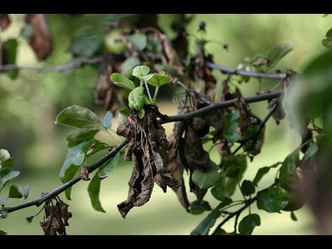 Видео: Хвороби, шкідники груші: як побороти бактеріоз і медяницю,  грушеву плодожерку.Купити засоби захисту