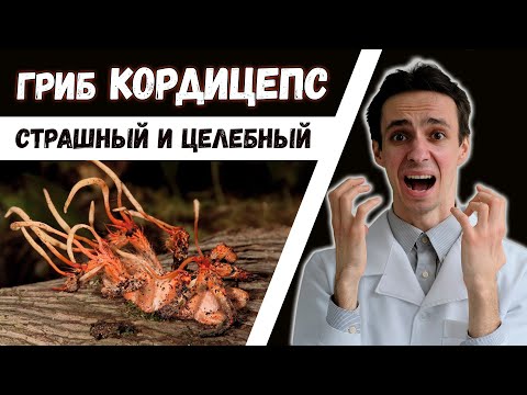Видео: Кордицепс вооруженный: применение в медицине