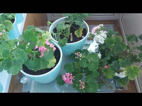 Видео: Подготовка пеларгонии к зиме. Осенняя обрезка и формировка кустов.