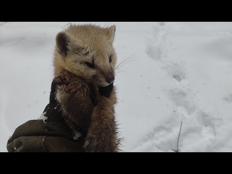 Видео: Удачный день по соболю.