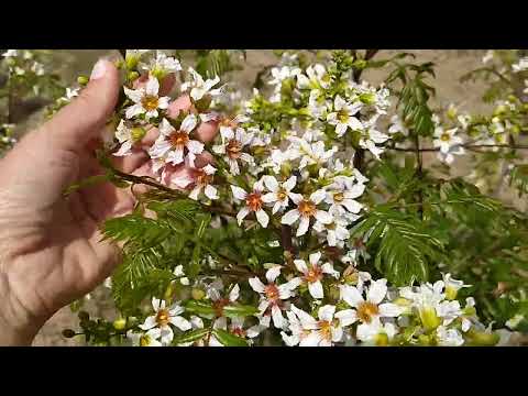 Видео: Чекалкин орех/ Цветение