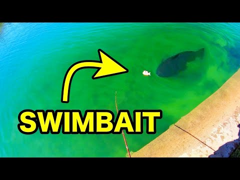 Видео: SWIMBAIT ловит МОНСТРОВ ЧИСТОГО ПРУДА!