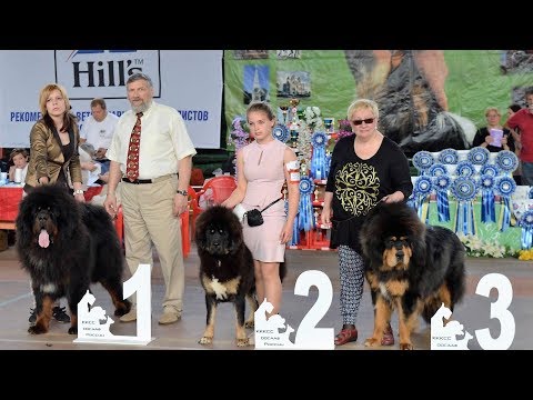 Видео: Тибетские мастифы. Питомник "Наследие Тибета"/ Kennel Tibetan mastiffs