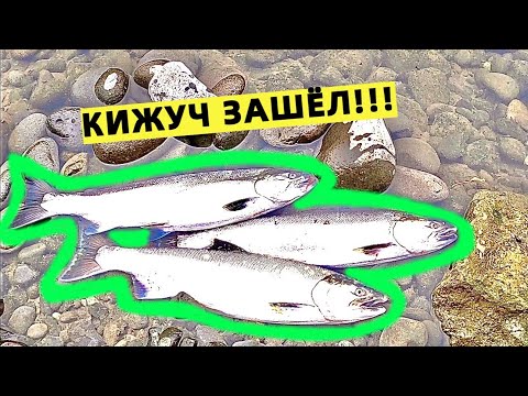 Видео: ОТЛИЧНАЯ РЫБАЛКА НА ЛОСОСЬ-КИЖУЧ. СЕВЕРО-ЗАПАД США.