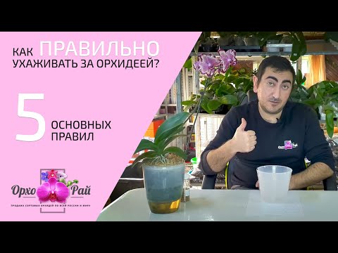 Видео: Как ПРАВИЛЬНО ухаживать за орхидеей? | 5 основных правил!