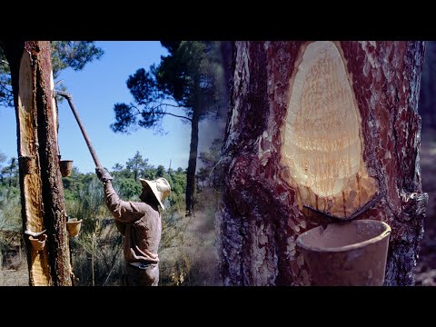 Видео: Смолы. Традиционное получение смолы из сосны | Потерянные сделки | Документальный фильм