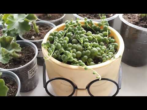 Видео: Обзор растений на моих окнах 💐💐💐😍