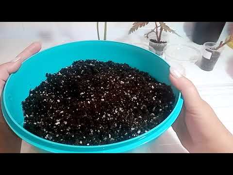 Видео: Пересаживаем детки бегоний.