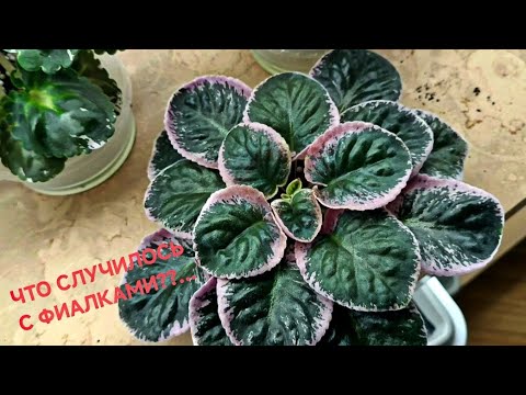 Видео: ЧТО С МОИМИ ФИАЛКАМИ!!!???...