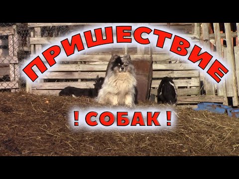 Видео: Шалабайки на страже