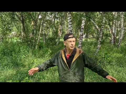 Видео: Лягушка.Поет П Сотник.