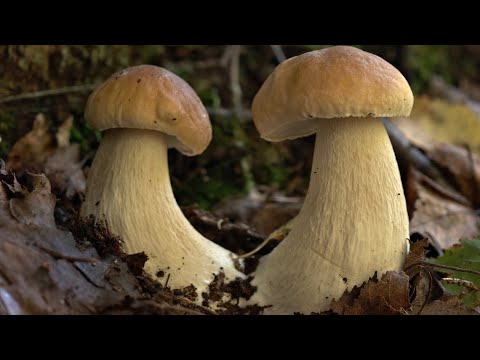 Видео: ПОШЁЛ В ЕЛЬНИК И ПОПАЛ НА КЛОНДАЙК БЕЛЫХ ГРИБОВ! ЭТО САМЫЙ НАСТОЯЩИЙ РАЙ! ТАКОГО НЕ ОЖИДАЛ! 