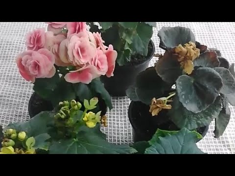 Видео: БЕГОНИЯ ЭЛАТИОР ПОСЛЕ ЦВЕТЕНИЯ, что делать дальше? ЧЕРЕНКОВАНИЕ , УХОД , УСЛОВИЯ содержания.