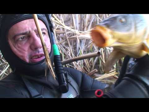 Видео: Подводный мир. Охота в засаде