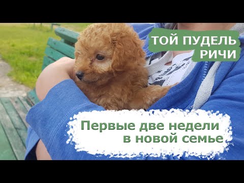 Видео: Как живёт Той Пудель Ричи. Первая прививка, отучаем грызть обувь, любимые игры
