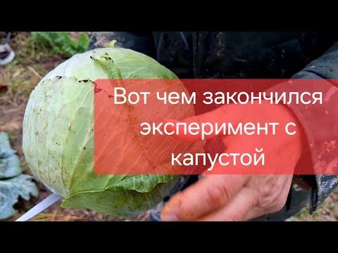 Видео: Белорусский урожай в конце октября