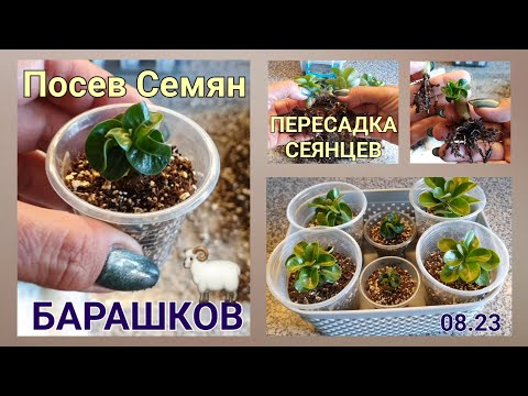 Видео: Семена Барашков, Посевы, пересадка Сеянцев.. От Ирочки из Греции!