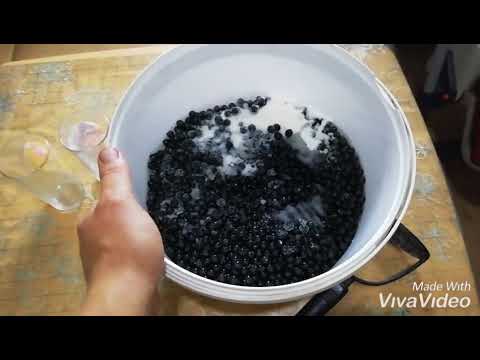 Видео: Вино из черемухи