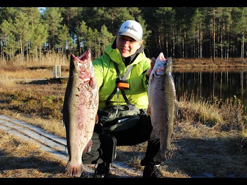 Видео: Огромная Форель в Швеции. Enorm Regnbåge i Grycksbo.